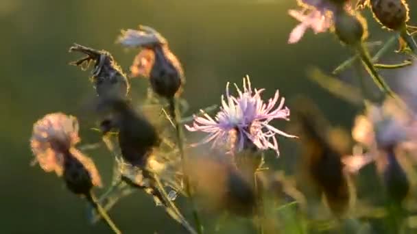 Różowy Dziko Rosnący Dziki Kwiat Kołyszący Się Wietrze Zachodzie Słońca — Wideo stockowe