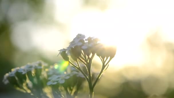 緑色の野生の花の緑の茎に白い小さな花が咲き 輝く緑色の背景のクローズアップ ヤロウ フラワー 咲く植物をコンセプトに 花のバックグラウンド — ストック動画