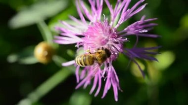 Arı, güneşli yaz günlerinde yaban gülü çiçeğinin üzerinde nektar poleni toplar. Arı başına polen toplama. Böcek balarısı yakın plan. Arı kelepçesi. Çiçek tozlaşması Apioloji Ekosistem Ortamı