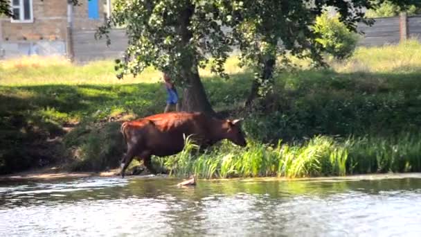 子供が川で牛を産み 水を飲んでいる 夏の日に家畜を狂わせる — ストック動画