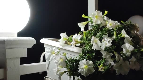 Laterne Leuchtet Dunkler Nacht Und Weiße Blühende Blumen Petunien Weißem — Stockvideo