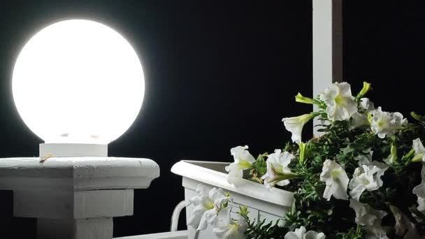 Lámpás Ragyog Sötét Éjszaka Fehér Virágzó Virágok Petúnia Fehér Pot — Stock videók