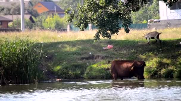 一个小孩在河里给奶牛吃草和浇水 夏日放牧的牲畜 — 图库视频影像