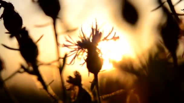 Черный Силуэт Дикорастущего Дикого Цветка Фоне Солнца Качающегося Ветру Время — стоковое видео