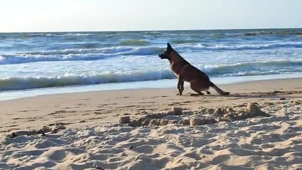 Belgischer Schäferhund Malinois Sitzt Einem Sonnigen Sommermorgen Sandstrand Der Küste — Stockvideo