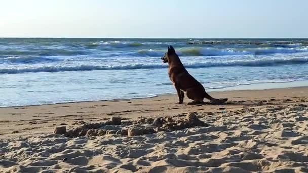 夏日的一个阳光灿烂的早晨 比利时牧羊犬马利诺斯坐在海滨靠近海面的沙滩上 阳光明媚的日子 一只棕色的大狗在海滨沙滩上玩耍 — 图库视频影像