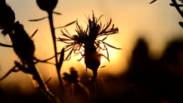 Černá Silueta Divoce Rostoucího Divokého Květu Pozadí Slunce Houpajícího Větru — Stock video