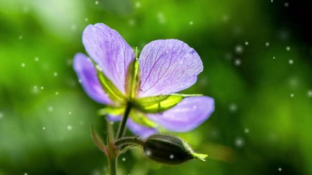 Όμορφο Ανθισμένο Λουλούδι Μοβ Πέταλα Και Πράσινα Φύλλα Ένα Θολό — Αρχείο Βίντεο