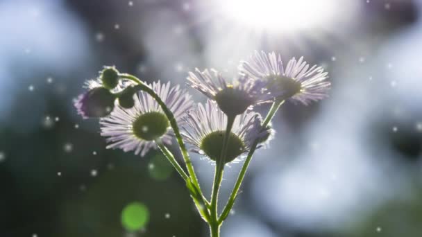 Flores Pequenas Com Pequenas Pétalas Uma Haste Verde Fundo Escuro — Vídeo de Stock