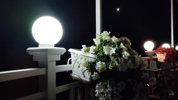 Lanterna Brilhando Noite Escura Flores Brancas Florescendo Petúnia Vaso Branco — Vídeo de Stock