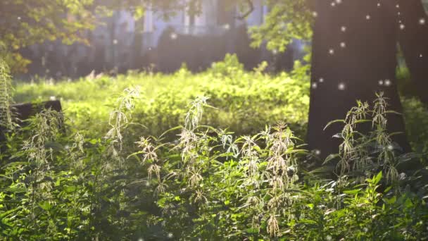 Tallo Ortiga Con Flores Semillas Abeja Sobre Una Hoja Verde — Vídeo de stock