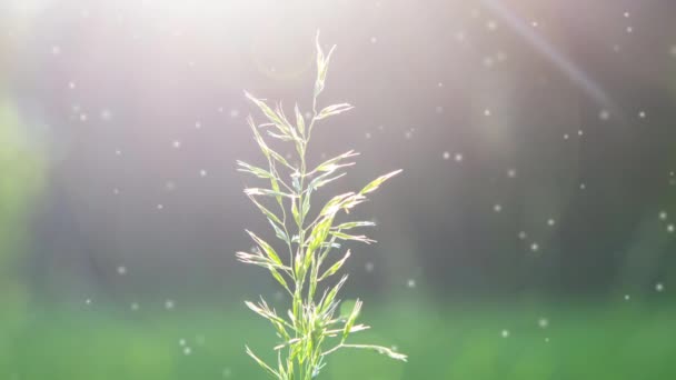绽放的草绿色茎特写在模糊的背景和阳光灿烂的阳光下 阳光灿烂的夏日 许多小的模糊的白色绒毛斑点四处飞舞 自然背景无缝圈 — 图库视频影像