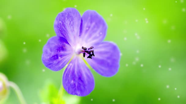 Mor Taç Yaprakları Yeşil Yaprakları Olan Güzel Çiçek Güneşli Bir — Stok video