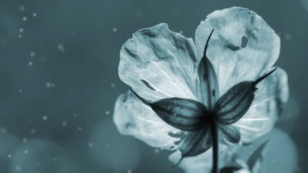 Gyönyörű Virágzó Virág Szirmokkal Levelekkel Homályos Háttérrel Napsütéses Nyári Napon — Stock videók