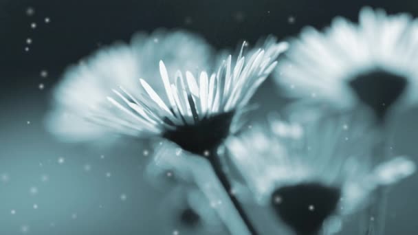 Małe Kwiaty Płatkami Jednym Łodydze Rozmytym Ciemnym Tle Wiązkami Świecącego — Wideo stockowe