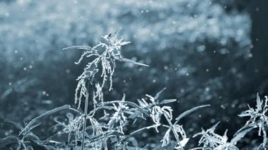 Çiçekli ısırgan otu kökü, tohumlar ve yaprağın üzerindeki arı güneşli yaz gününde güneşle parıl parıl parlıyor. Ormandaki çimler. Etrafta uçuşan küçük bulanık beyaz lekeler. Parlak güneş. Mavi renk