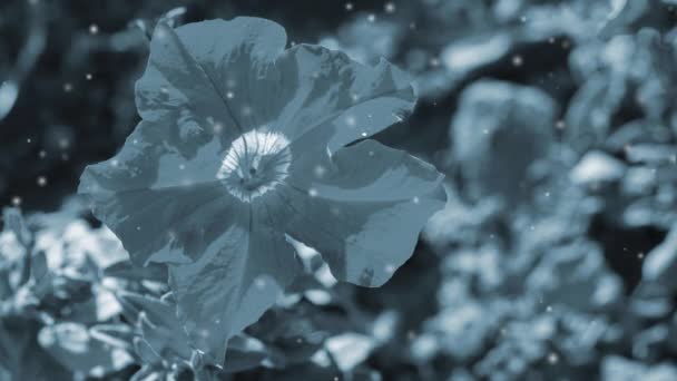 Virágzó Virág Szirmokkal Levelek Elmosódott Háttérrel Napos Nyári Napon Közelkép — Stock videók