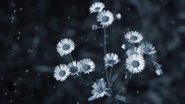 Viele Kleine Blüten Mit Kleinen Weißen Blütenblättern Auf Schwarzem Hintergrund — Stockvideo