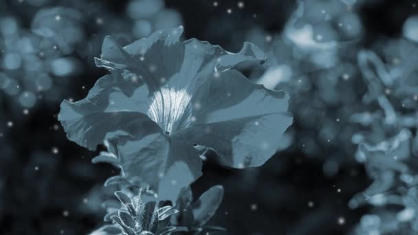 Kwitnący Kwiat Płatkami Liści Rozmytym Tle Słoneczny Letni Dzień Zbliżenie — Wideo stockowe