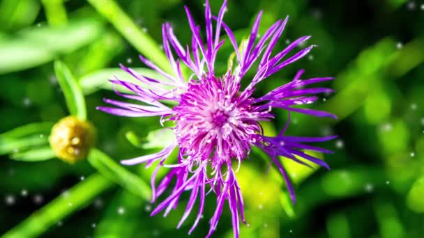 美しい咲く紫色の紫色の花 薄い花びらと輝く緑色の背景のスタメン 花の周りの空中を飛んでいる多くの白いぼやけたふわふわの斑点 シームレス ループ — ストック動画