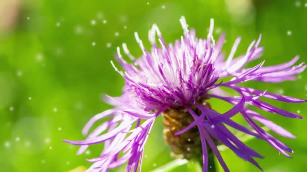 Schöne Blühende Violette Blume Mit Dünnen Blütenblättern Und Staubblättern Auf — Stockvideo