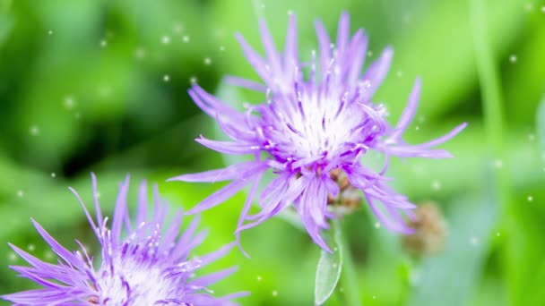 美しい咲く紫色の紫色の花 薄い花びらと輝く緑色の背景のスタメン 花の周りの空中を飛んでいる多くの白いぼやけたふわふわの斑点 シームレス ループ — ストック動画