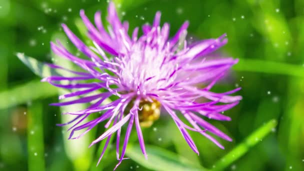 Gyönyörű Virágzó Lila Lila Virág Vékony Szirmok Tűzhely Elmosódott Zöld — Stock videók