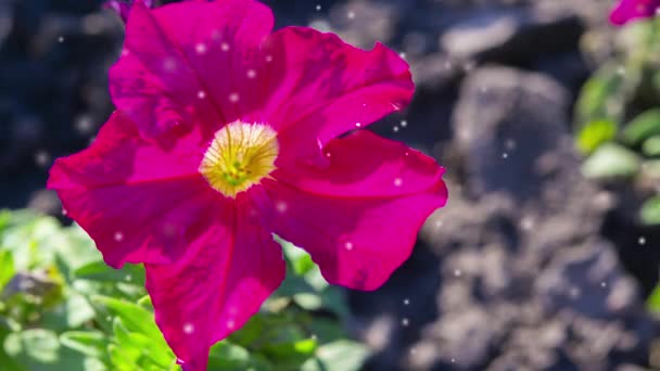 Gyönyörű Virágzó Virág Élénk Piros Rózsaszín Szirmok Sárga Központ Elmosódott — Stock videók
