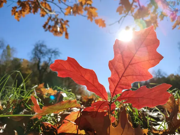 Beautiful bright red oak leaf grows in green grass in a clearing in the forest on a sunny autumn day with a blue clear sky close-up. Bottom view. Nature, environment background