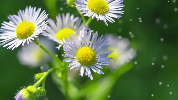 Viele Kleine Blüten Mit Kleinen Weißen Blütenblättern Gelbe Staubgefäße Auf — Stockvideo