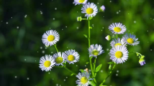 Mnoho Malých Květin Malými Bílými Okvětními Lístky Stonku Zeleném Pozadí — Stock video