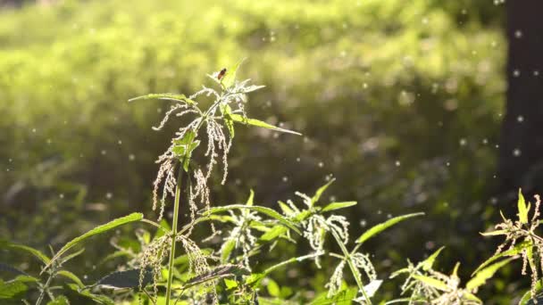 Brennnesselstamm Mit Blüten Samen Und Bienen Auf Einem Grünen Blatt — Stockvideo