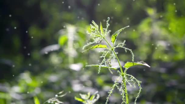 Caule Urtiga Com Flores Sementes Abelhas Uma Folha Verde Brilhantemente — Vídeo de Stock