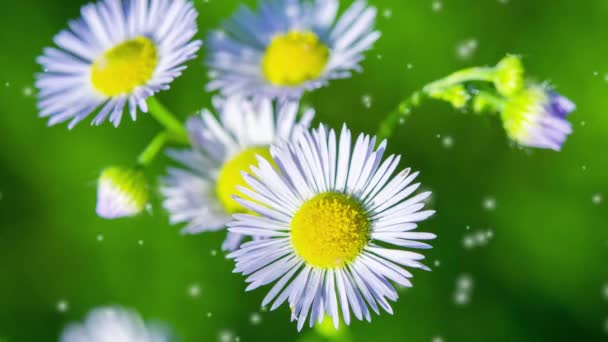 Mnoho Malých Květin Malými Bílými Okvětními Lístky Žluté Tyčinky Zeleném — Stock video