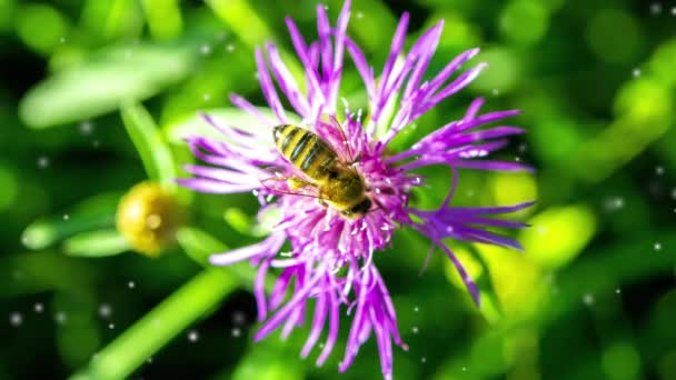 美しい咲く紫色の紫色の花 薄い花びらとミツバチは 鮮やかな緑色の背景のクローズアップにスタンダードに 花の周りを飛んでいる多くの白いぼやけたふわふわの斑点 シームレス ループ — ストック動画