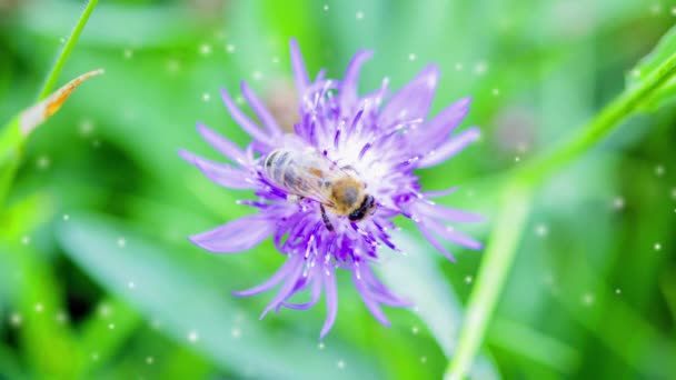 Schöne Blühende Violette Blume Mit Dünnen Blütenblättern Und Biene Auf — Stockvideo