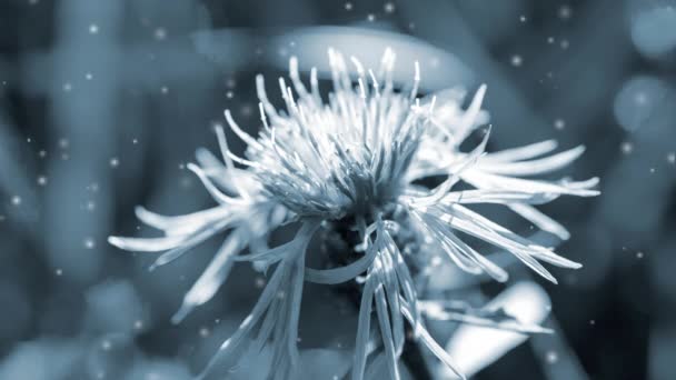 Bunga Mekar Dengan Kelopak Dan Daun Latar Belakang Kabur Pada — Stok Video