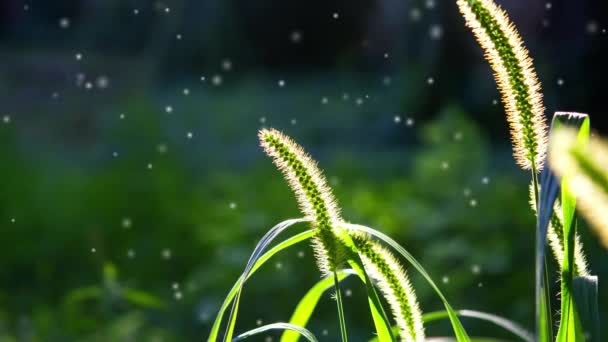 Çimen Tanecikleriyle Yükseldi Güneşli Bir Yaz Gününde Parlayan Güneşle Aydınlandı — Stok video