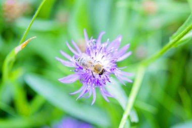 İnce yapraklı, güzel, mor, çiçek açan mor bir çiçek ve bulanık yeşil arka planda, pudra kovanlı bir arı. Doğal arkaplan Doğa arkaplanı