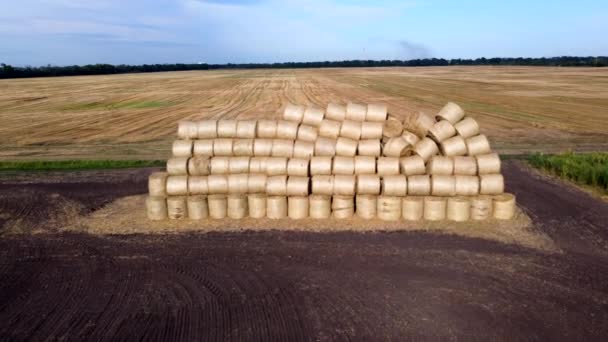 Many Bales Straw Field Many Bales Rolls Wheat Straw Stacked — Stock Video