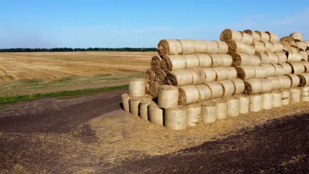 Muchos Fardos Rollos Paja Después Cosecha Recogidos Juntos Campo Día — Vídeo de stock