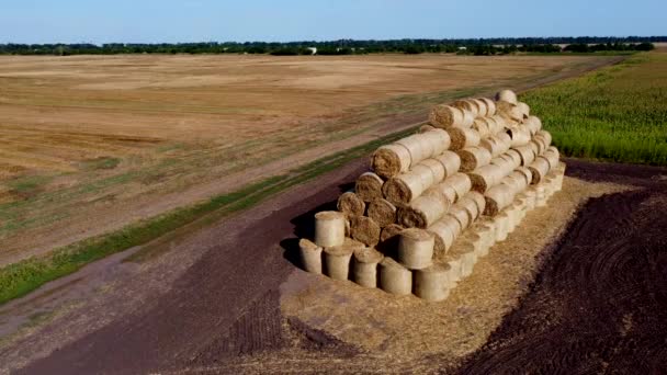 Many Bales Rolls Straw Harvest Collected Together Field Sunny Autumn — Stock Video