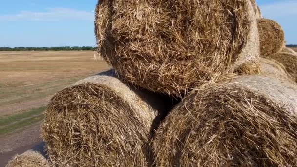 Many Bales Rolls Straw Harvest Collected Together Field Sunny Autumn — Stock Video