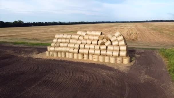 Many Bales Rolls Dry Straw Wheat Harvest Field Bales Form — Stock Video