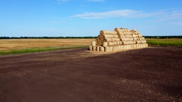 Buğday Hasadından Sonra Tarlada Bir Sürü Kuru Saman Rulosu Kurutulmuş — Stok video