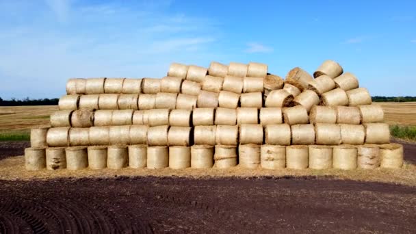 Many Bales Rolls Dry Straw Wheat Harvest Field Bales Form — Stock Video