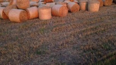 Birçok balya buğday hasadı hasadının yaz günü tarlaya saçılmasından sonra buğday hasadı şeklinde. Sarı rulo kurutulmuş kamış. Bastırılmış saman. Saman istiflemek. Skirdy briketlerini biriktirir