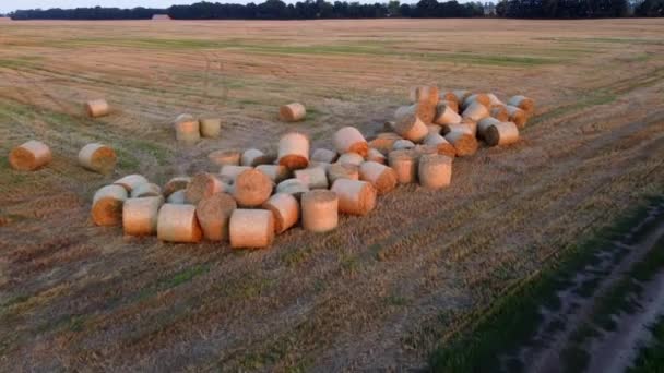 Mnoho Balíků Formě Rolí Pšeničné Slámy Sklizni Pšenice Roztroušených Poli — Stock video