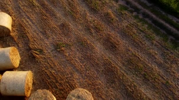 Mange Baller Hvedestrå Ruller Liggende Marken Efter Hvedehøst Ved Solnedgang – Stock-video