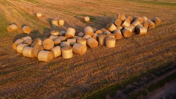 Многие Тюки Пшеничных Соломенных Рулонов Лежат Поле После Сбора Урожая — стоковое видео